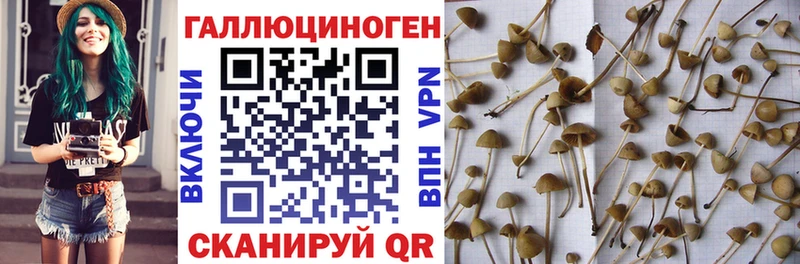 закладки  Камызяк  mega зеркало  Псилоцибиновые грибы мицелий 